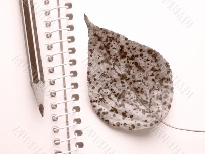 leaf and pencil