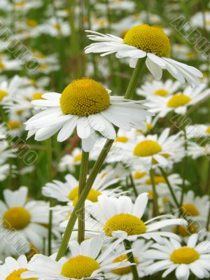 daisies meadow