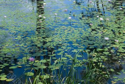 lily pond lily pond