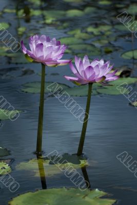 pink water lilies pink water lilies