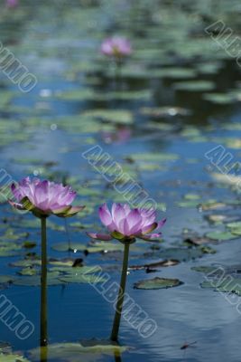 pink water lilies pink water lilies