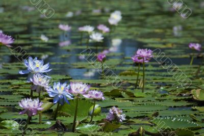 lily pond lily pond