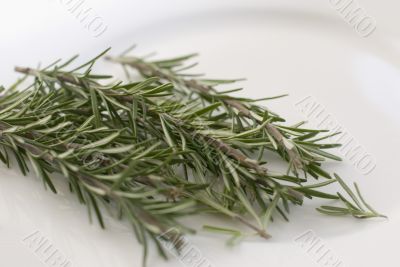 Rosemary Rosemary