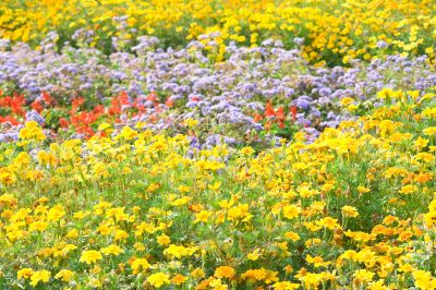 flower background flower background