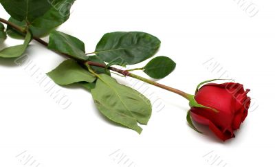 Red rose Red rose