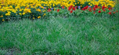 Summer lawn with a green grass Summer lawn with a green grass