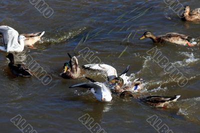 Birds fight Birds fight