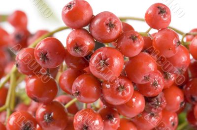ashberries with leafs macro