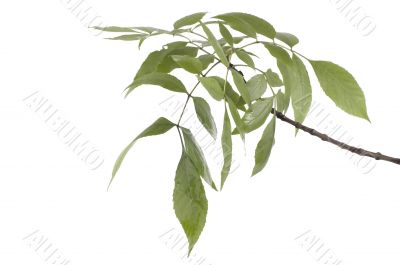 green leaves close up