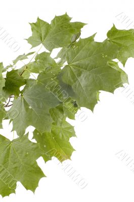 green leaves maple