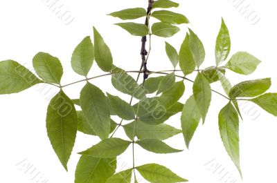 green leaves on white