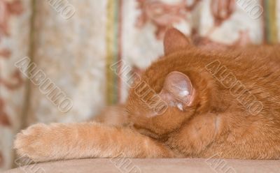 Sleeping cat British Shorthaired