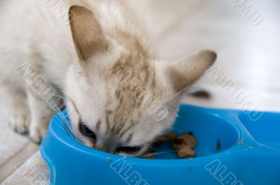 Kitten feeding