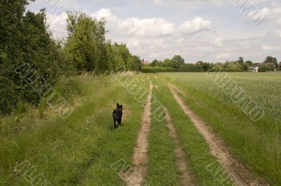 Dog in a field Dog in a field