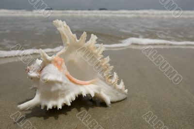 Mussel on the beach
