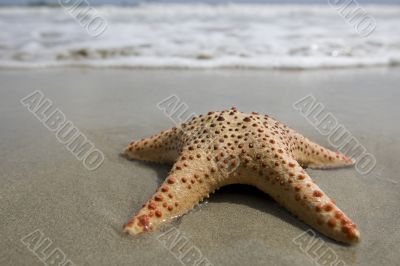 Starfish on the beach