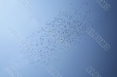 birds in the sky