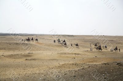 camels caravan