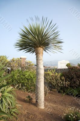 canarian palm