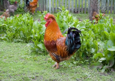 rooster rooster
