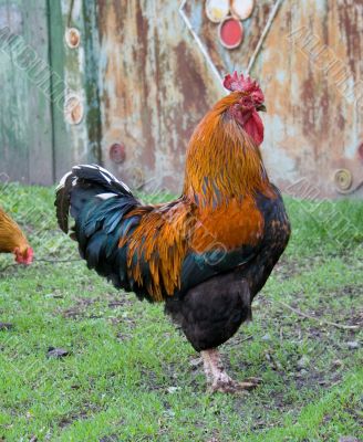 rooster rooster