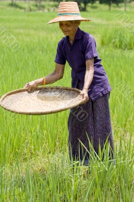 Old asian women sifts rice at the rice-field