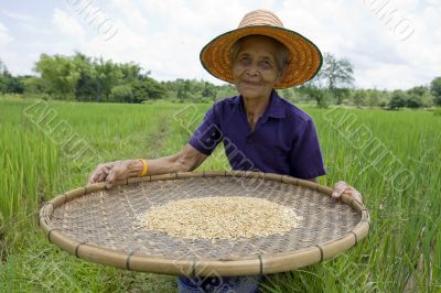 Old asian women sifts rice at the rice-field