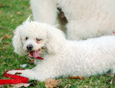 Poodle Dogs