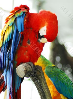 red macaw Isolated