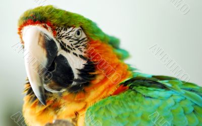 Macaw Bird Green and Yellow Color Head Closeup