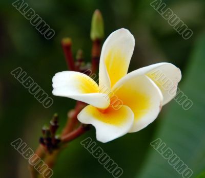 Frangipani Flower