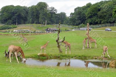 Giraffes Safari Park