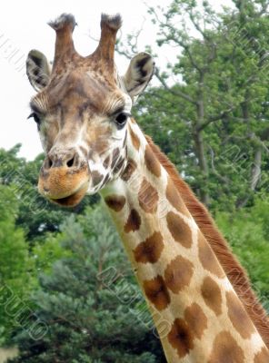 Giraffe Giraffe