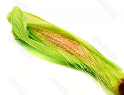 Freshly harvested corn Freshly harvested corn