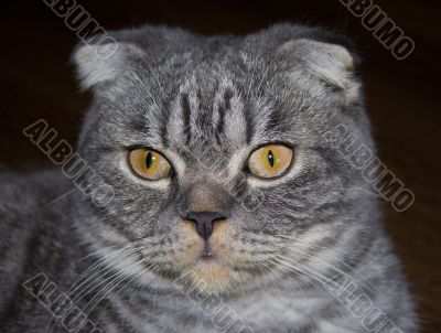 Scottish cat Scottish cat
