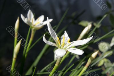 indoor narcissus