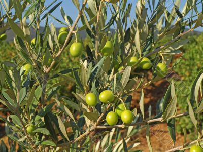 branches with green olives