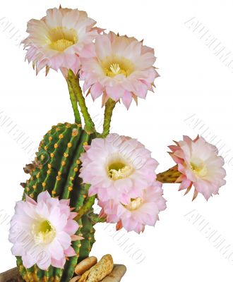 Cactus flower Cactus flower