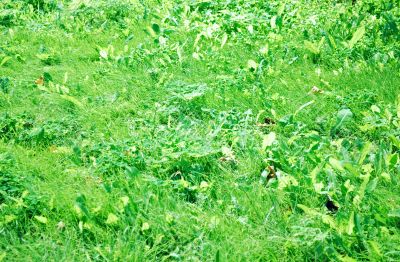 grass grass