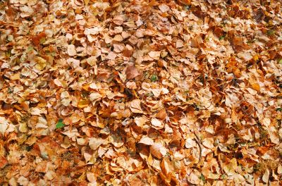texture of autumn dry leaves