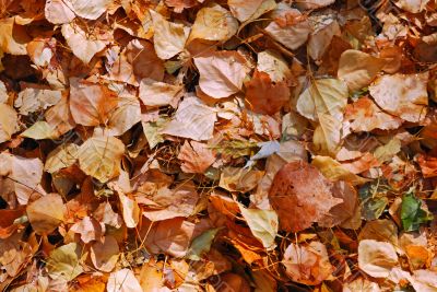 texture of autumn dry leaves texture of autumn dry leaves