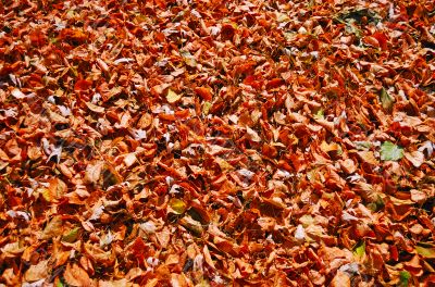 texture of autumn dry leaves texture of autumn dry leaves