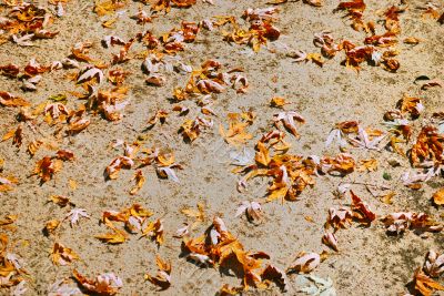 texture of autumn dry leaves texture of autumn dry leaves