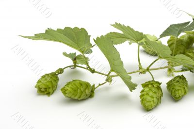 hop fruit