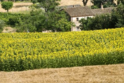 Marche (Italy) - Farm Marche (Italy) - Farm