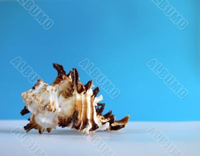 Interesting sea shell