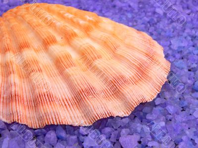 Sea shell on spa salt
