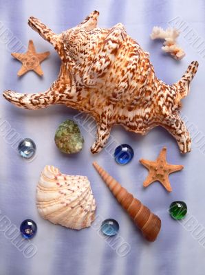 Sea shells