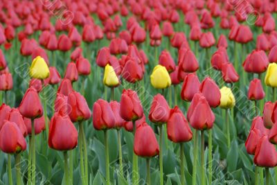 Field of variety tulips