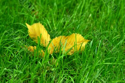 yellow leaf yellow leaf